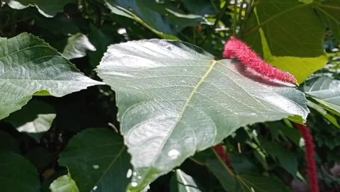 The cat's tail plant (Acalypha hispida) is captivating with its long. Stock-Footage 332158805
