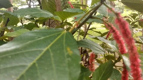 Cat's tail plant Stock Footage 327691902