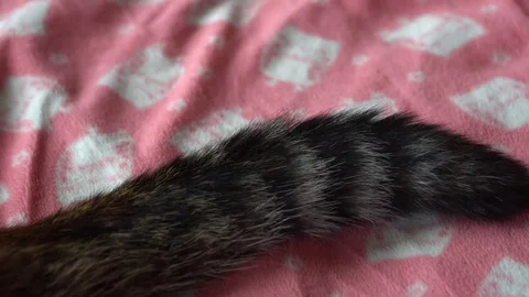 Cat's tail with stripes nervously moving Stock Footage 83465022