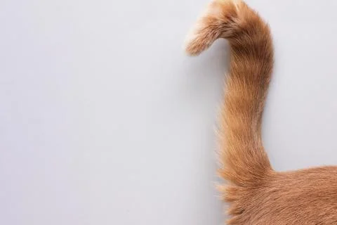 Cat's tail. The tip of the tail of a red cat. Stock Photos