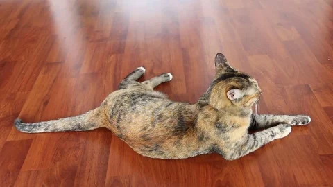 Cat’s Tail Wagging Video stock 77751372