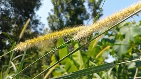 Cat's tail weed view with pointed green leaves. Stock-Footage 332056136