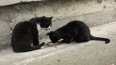 Cats take turns drinking milk 库存影片 154203871
