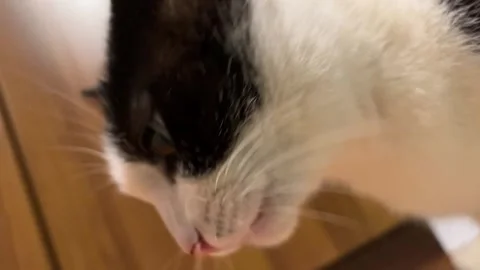 Cat's tongue close up Stock Footage 220740466