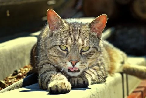 Cat's view Stock Photos