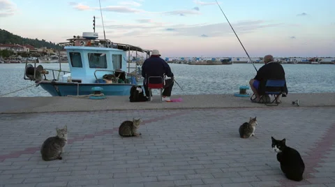 Cats wait a fish that they get from fisherman's Stock Footage 68205944