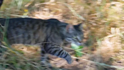 Cats walk down the street and get acquainted. Cats communicate. Stock Footage 244667498