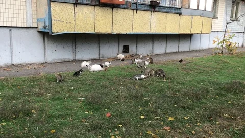 Cats walk on the grass Video stock 97566798