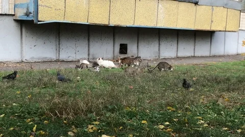 Cats walk on the grass Video stock 97566807