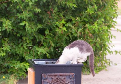 Cats walking on old rusty garbage container. Stray cat are looking for food i Foto stock