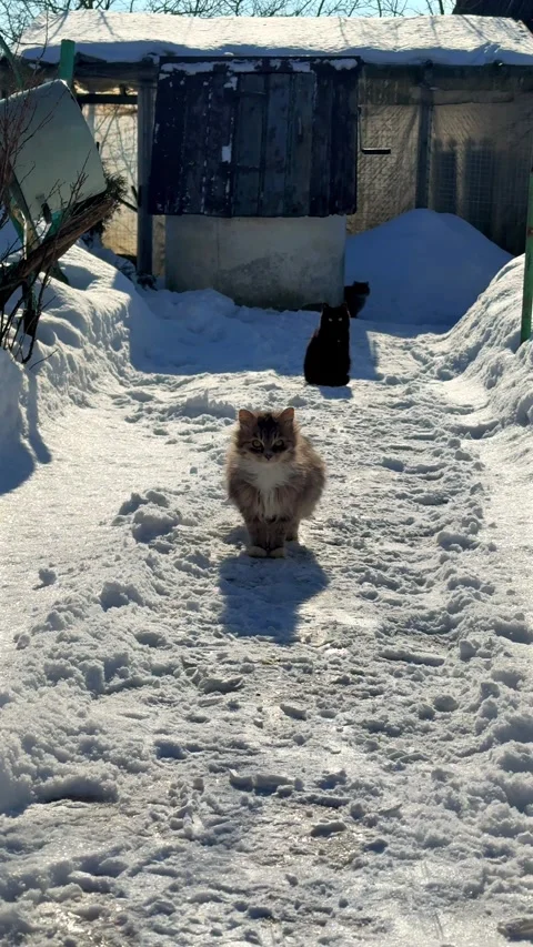Cats walking in the snow. A cat is walking in the yard of a house. Stock Footage 334633499