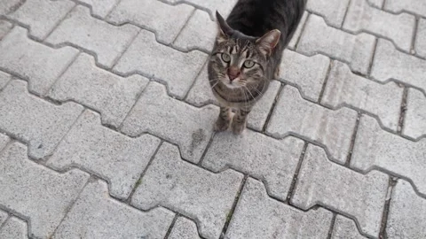 Cats walking on the street. Stock Footage 300615643