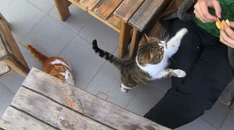 Cats wanted potato chips Stockbeeldmateriaal 995505