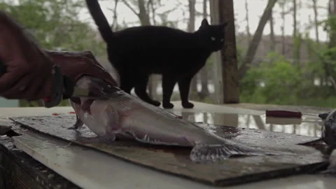 Cats watch as fish is cleaned on the table near water in the afternoon Stock Footage 327958306