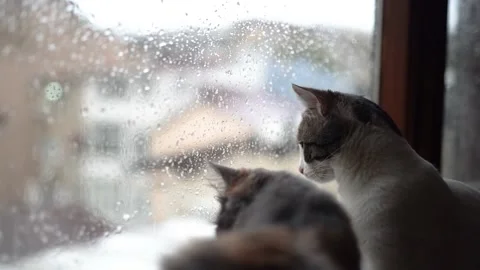 Cats watch the rain falling from the window Stock Footage 180882202