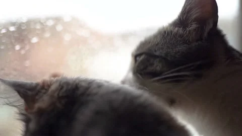 Cats watch the rain falling from the window and lick each other Stock Footage 181181979