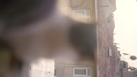 Cats watching out the window Video stock 196159467