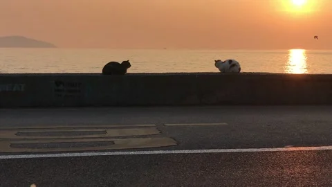 Cats watching the sunset Stock Footage 144340848