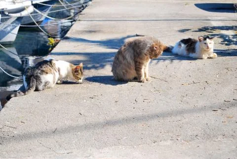 Cats on the Waterside Stock Photos