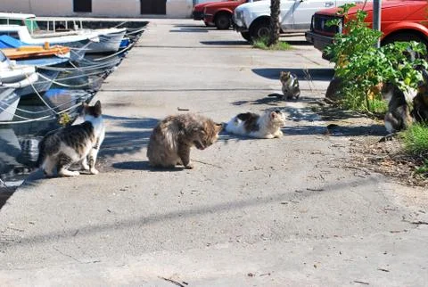 Cats on the Waterside Stock Photos