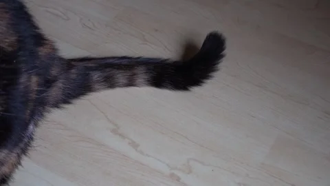 Cat's waving tail Stock Footage 295421264