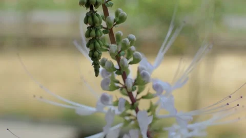Cat's whisker flower 動画素材 252809530