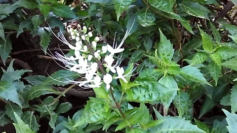 Cat's whiskers flower or java tea flower on the tree. Orthosiphon aristatus. 스톡 동영상 120445093