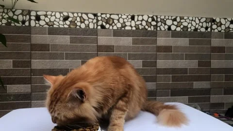 Cats who are so seen enjoying eating dry food Stock Footage 242563406