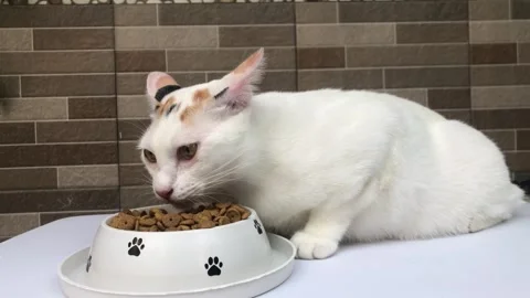Cats who are so seen enjoying eating dry food Stock Footage 242563407