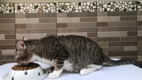 Cats who are so seen enjoying eating dry food Stock Footage 242563446