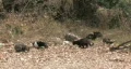 Cats in wild abandoned HD HD Footage