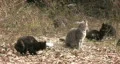 Cats in wild abandoned scared HD HD Footage