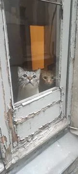 Cats on a window Stock Photos