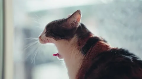 Cat's Yawn by the Window Stock Footage 261440015