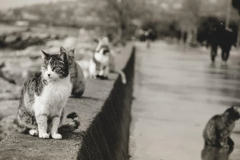 Cats_0117-5 Stock Photos