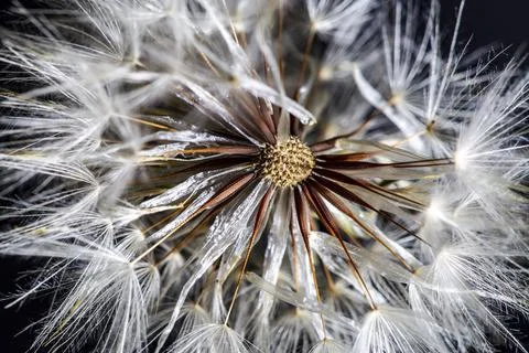 Catsear Pappus or Seed-Clock Stock Photos