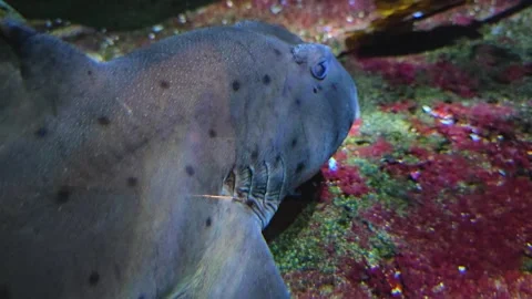 Catshark resting Stock Footage 275559707