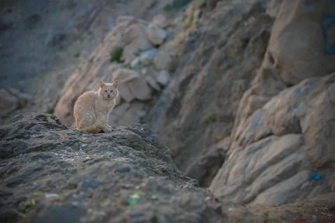 A,Cat,Sitting,On,Rock,Of,A,Mountain Stock Photos