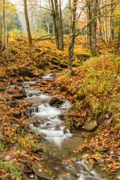 Catskills forest leafy stream Stock Photos