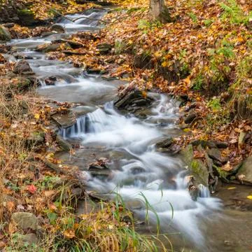 Catskills leafy stream Stock Photos