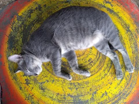 Catsleep (13) Stock Photos