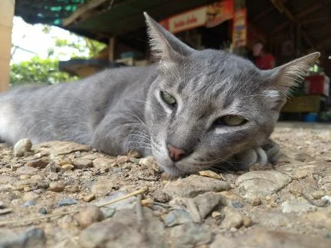 Catsleep (2) Stock Photos