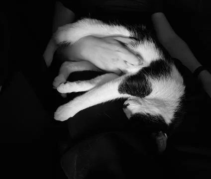 CatSleeping Stock Photos