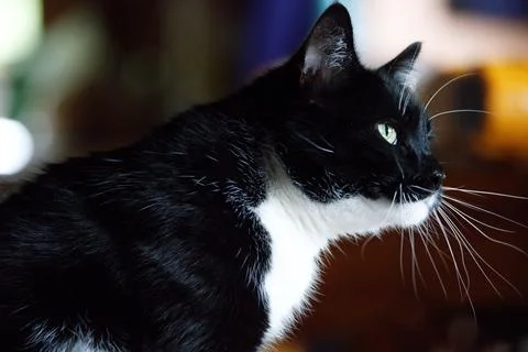 CatStaring Stock Photos