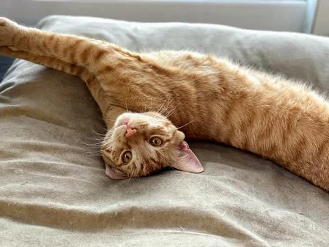 CatStretch Stock Photos