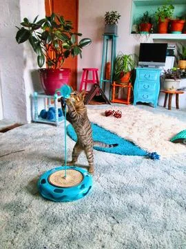 Catstretch Stock Photos