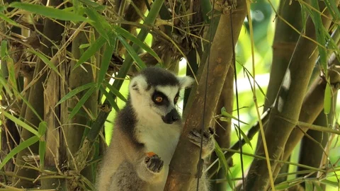 Catta eats Lemur Madagascar Video stock 103166413