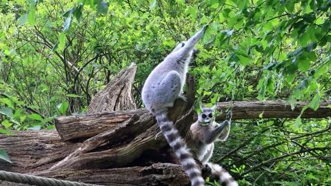 Catta lemur eats leaves from the tree Stock Footage 244243257