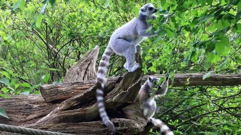 Catta lemur eats leaves from the tree Stock Footage 244289601