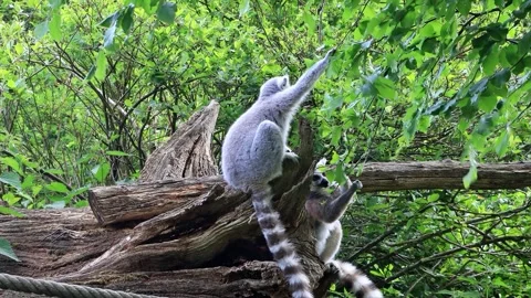 Catta lemur eats leaves from the tree Stock Footage 246231018